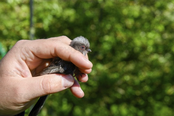 A long-tailed tit (Aegithalos caudatus) is carefully held in the hand, bird research, ringing, Münsterland, North Rhine-Westphalia, Germany