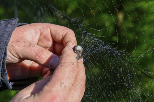 Hands carefully removing a long-tailed tit (Aegithalos caudatus) from a trapping net, bird research, ringing, Münsterland, North Rhine-Westphalia, Germany