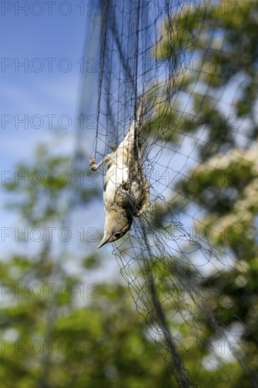 A female blackcap (Sylvia atricapilla) is caught upside down in a net, bird migration research, Münsterland, North Rhine-Westphalia, Germany