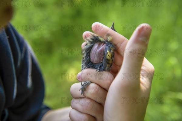 Close-up of a great tit (Parus major), young researcher checks breeding spot and nutritional status by gently blowing on the belly feathers, bird migration research, Münsterland, North Rhine-Westphalia, Germanyin human hands in a green environment