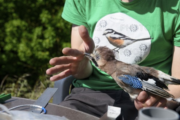 Eurasian jay (Garrulus glandarius) nipping a young scientist's hand during a survey during a ringing campaign, Münsterland, North Rhine-Westphalia, Germany