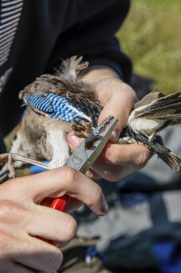 Eurasian Jay (Garrulus glandarius) being held by a person while being ringed with special tongs with a foot ring at the ornithological station, Münsterland, North Rhine-Westphalia, Germany