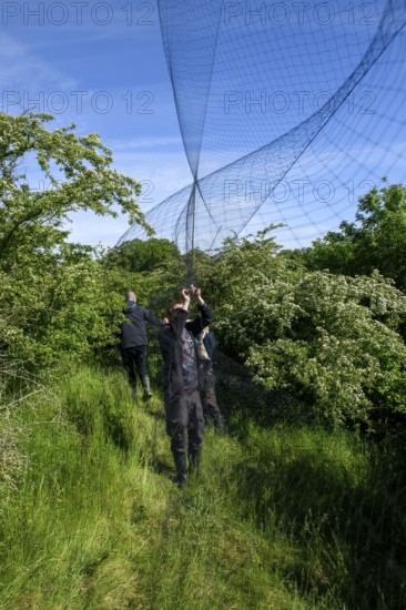 Three people set up a Japanese network for scientific bird trapping, bird research, ringing, Münsterland, North Rhine-Westphalia, Germany
