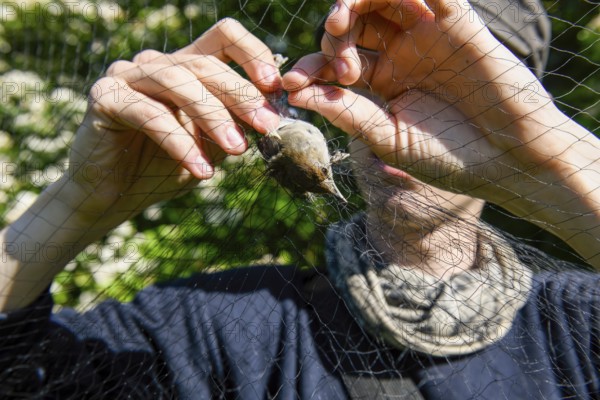 A person releases a female blackcap (Sylvia atricapilla) from a net in the sunlight to measure and ring it Bird migration research, Münsterland, North Rhine-Westphalia, Germany