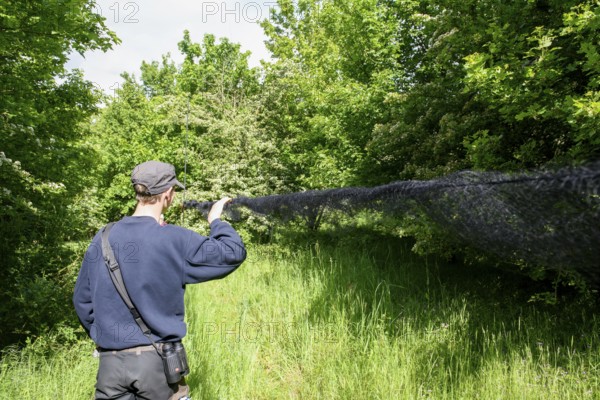 Person with Japanese network network in the countryside, surrounded by thick vegetation and trees, closes the fishing net after completing scientific bird trapping, bird migration research, Münsterland, North Rhine-Westphalia, Germany