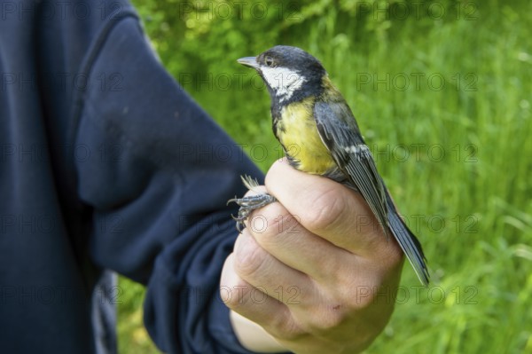 A person holds a great tit (Parus major) in his hand in front of a green background, bird migration research, Münsterland, North Rhine-Westphalia, Germany