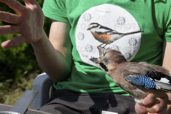 Eurasian Jay (Garrulus glandarius) being held by a person as part of a survey during a ringing campaign, Münsterland, North Rhine-Westphalia, Germany