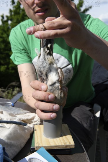 Person weighs a bird with a pipe on a scale, bird research, ringing, Münsterland, North Rhine-Westphalia, Germany