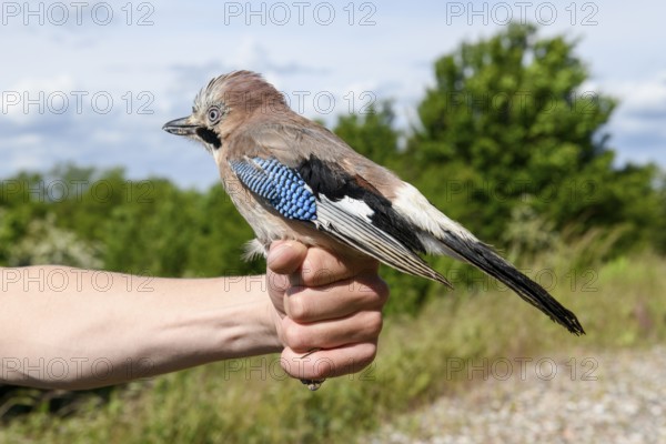 Eurasian Jay (Garrulus glandarius) being held by a person, the ringing operation in front of its release, Münsterland, North Rhine-Westphalia, Germany