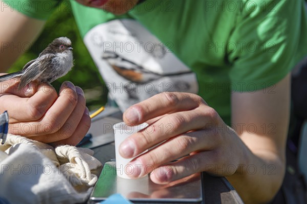 Close-up of a person examining a long-tailed tit (Aegithalos caudatus), bird research, ringing, Münsterland, North Rhine-Westphalia, Germany