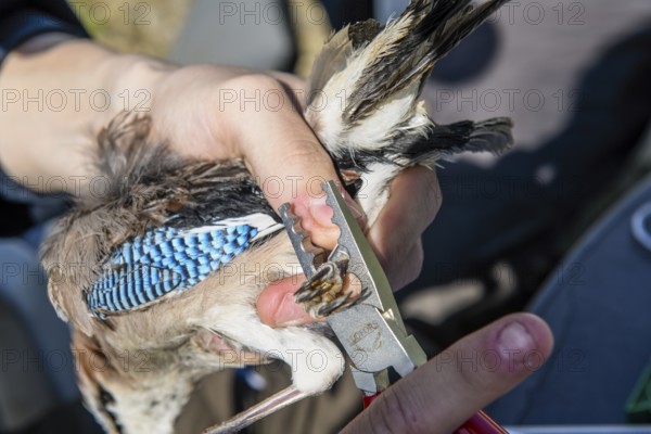 Eurasian Jay (Garrulus glandarius) being held by a person while being ringed with special tongs with a foot ring at the ornithological station, Münsterland, North Rhine-Westphalia, Germany
