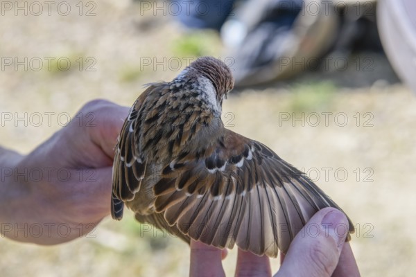 Hands holding a tree sparrow (Passer montanus) sparrow and spreading its wings to control it, bird research and ringing, Münsterland, North Rhine-Westphalia, Germany