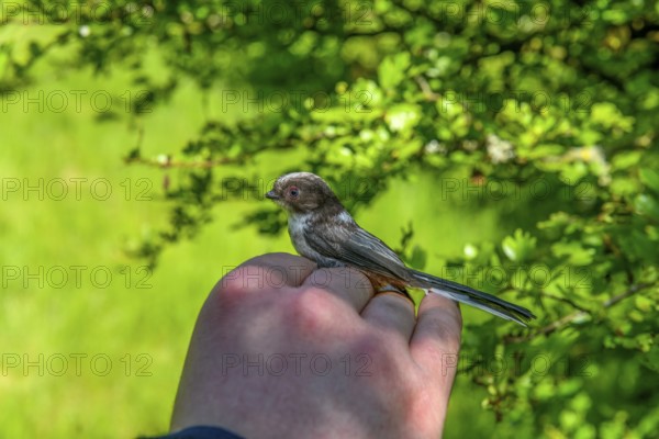 A long-tailed tit (Aegithalos caudatus) is carefully held in the hand in front of a natural green background, bird research, ringing, Münsterland, North Rhine-Westphalia, Germany