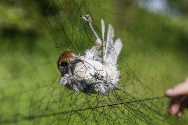 A female blackcap (Sylvia atricapilla) is caught in a net Bird migration research, Münsterland, North Rhine-Westphalia, Germany