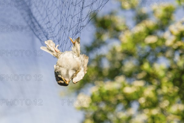 A bird hangs upside down in a net against the blue sky, Vogelzug Forschung, Münsterland, North Rhine-Westphalia, Germany