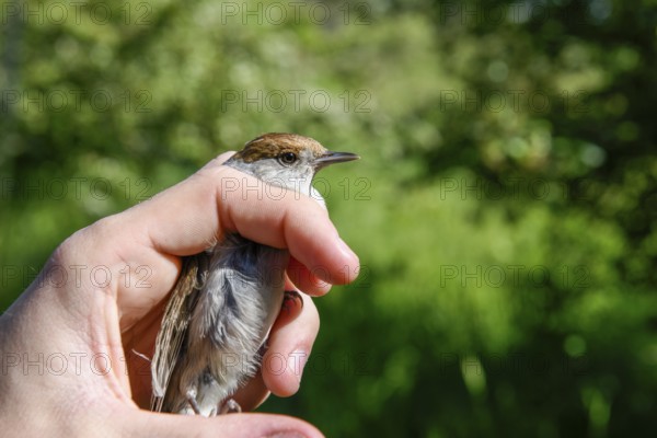 A female blackcap (Sylvia atricapilla) is carefully held by hands in front of a soft green background, bird migration research, Münsterland, North Rhine-Westphalia, Germany