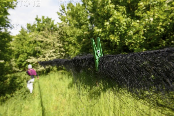 A Japan net for catching migratory birds with a green bracket is secured with trees in the background, Münsterland, North Rhine-Westphalia, Germany