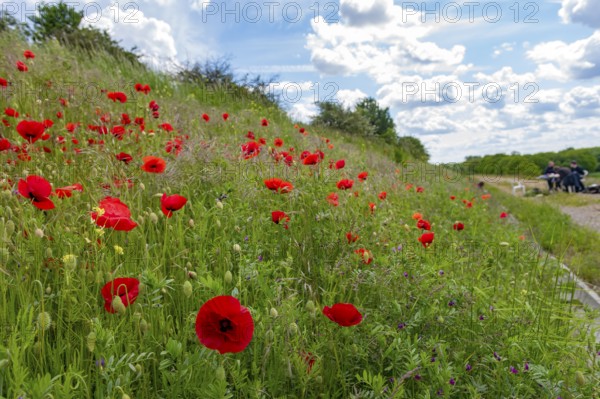 Ornithologists researchers sit at a table and evaluate data on scientific bird trapping, bird migration research from next to a flourishing slope at a former landfill, Münsterland, North Rhine-Westphalia, Germany