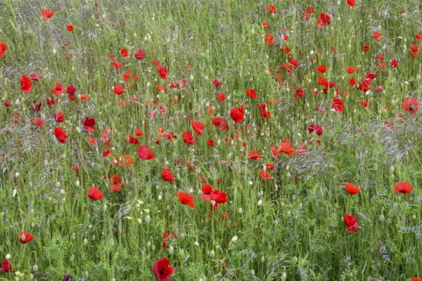 A lush field of red poppies (Papaver rhoeas) radiating a calm and idyllic atmosphere, Münsterland, North Rhine-Westphalia, Germany
