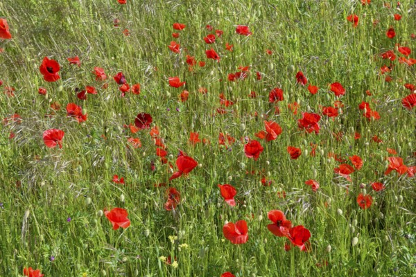 A flowering poppy field (Papaver rhoeas) with intense red flowers under a sunny sky, Münsterland, North Rhine-Westphalia, Germany