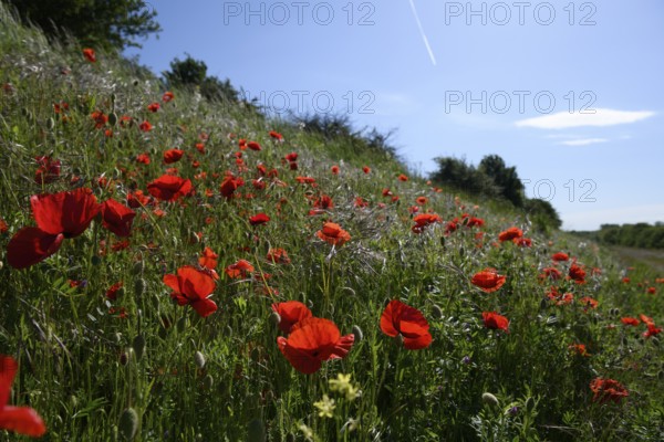 Bright red poppies (Papaver rhoeas) blooming in a green meadow under a blue sky, Münsterland, North Rhine-Westphalia, Germany
