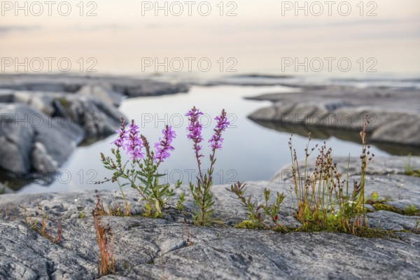 Purple loosestrife (Lythrum salicaria) growing between granite rocks on the shore of quiet Lake Vänern with gently sloping granite rock archipelago under calm skies in the evening, Värmlands län, Sweden