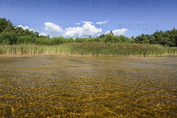 Clear water with visible lake bed surrounded by reeds, forests under bright skies on Lake Vänern, Värmlandsnäs peninsula, Värmlands län, Sweden