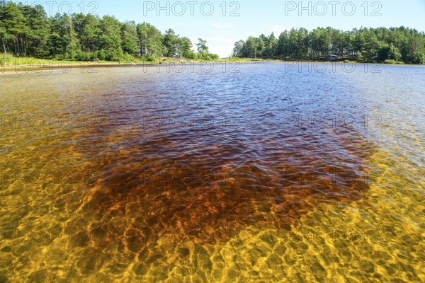 Clear water with visible lake bed, surrounded by forests under bright skies at Lake Vänern, Värmlandsnäs peninsula, Värmlands län, Sweden