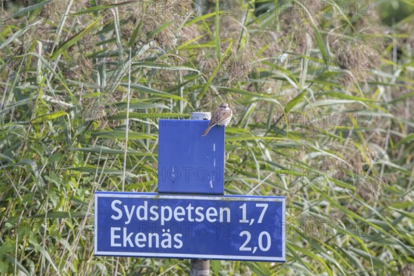 Female Red-backed Shrike (Lanius collurio) sitting on a blue shield against a background of reeds, Ekenäs, Värmlandsnäs peninsula, Värmlands län, Sweden