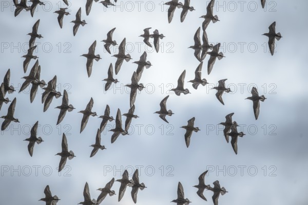 A flock of ruffs (Calidris pugnax, Syn.: Philomachus pugnax) flies against a cloudy sky and illustrates flight and freedom, Dümmer nature park Park, Lower Saxony, Germany