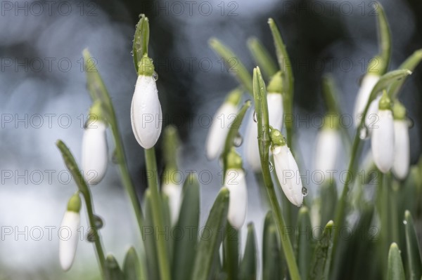Snowdrop (Galanthus nivalis), Emsland, Lower Saxony, Germany