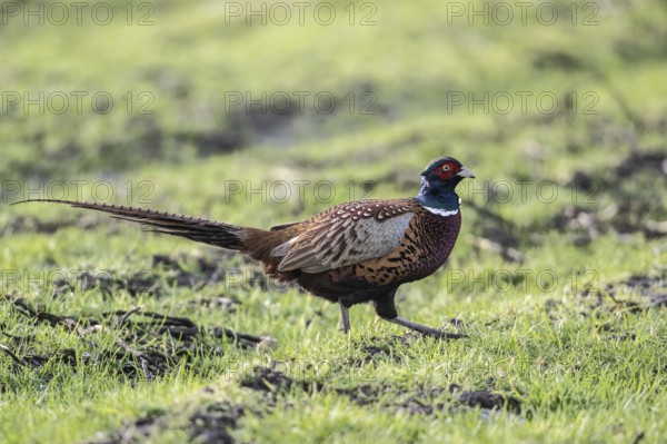 Hunting Pheasant (Phasianus colchicus), Emsland, Lower Saxony, Germany