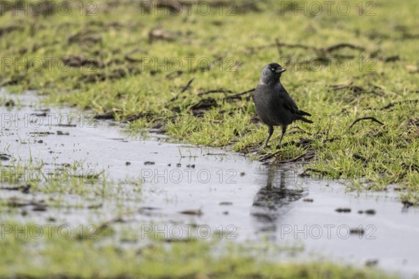 Jackdaw (Corvus monedula), Emsland, Lower Saxony, Germany