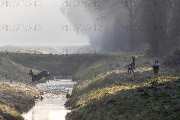Roe deer (Capreolus capreolus) jumping over a ditch, Emsland, Lower Saxony, Germany