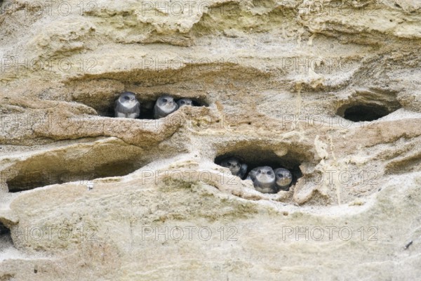 Sand martin (Riparia riparia) Juvenile chicks in a sand pit Sand excavation, Osnabrücker Land, Lower Saxony, Germany