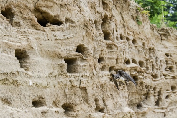 Sand martin (Riparia riparia) flying close to a sand pit Sand excavation, Osnabrücker Land, Lower Saxony, Germany