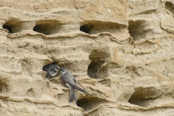 Sand martin (Riparia riparia) nesting in a sand pit Sand excavation and feeding chicks in a nest in a sandy rock face, Osnabrücker Land, Lower Saxony, Germany