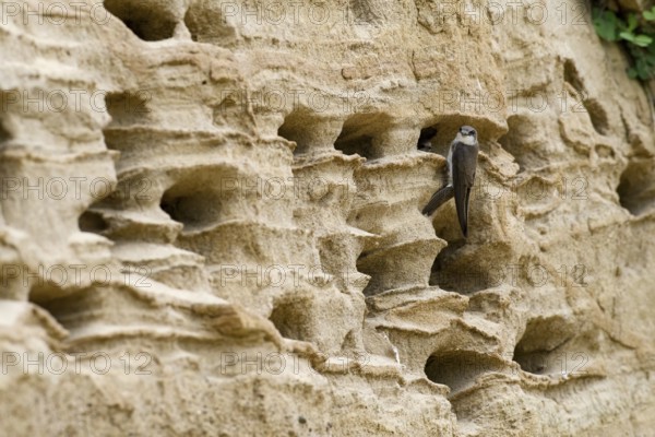Sand martin (Riparia riparia) sitting in front of a nest in a sandy rock face, Osnabrücker Land, Lower Saxony, Germany