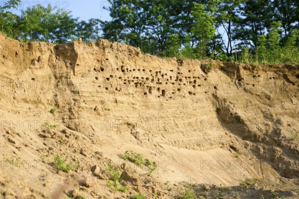 Steep sand hill with holes, surrounded by vegetation Sand martins (Riparia riparia) nest in a sand pit Sand excavation and use the natural depressions, Osnabrücker Land, Lower Saxony, Germany