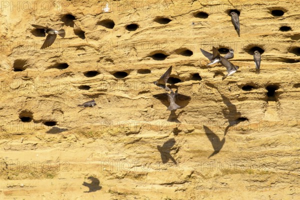 Several sand martins (Riparia riparia) nest in a sand pit Sand excavation and use the natural depressions, some birds fly along the cliff face Osnabrücker Land, Lower Saxony, Germany