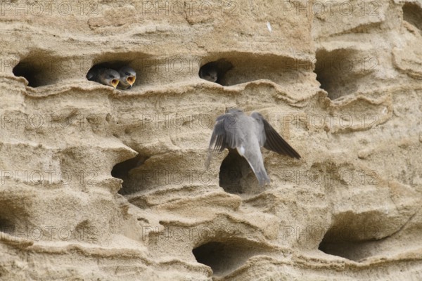 Sand martin (Riparia riparia) Young birds Chicks and feeding parents in a sand pit Sand excavation, Osnabrücker Land, Lower Saxony, Germany