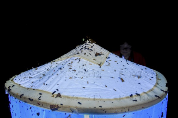 Close-up view of a light tent covered with insects, Lichtfang at night, Diepholz district, Lower Saxony, Germany
