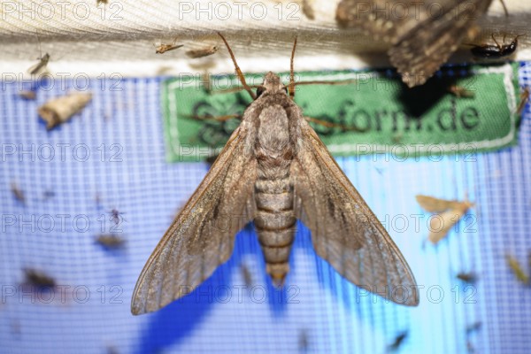 Close-up of a nocturnal butterfly pine hawkmoth (Sphinx pinastri) on a net during light trapping in blue light, district of Diepholz, Lower Saxony, Germany