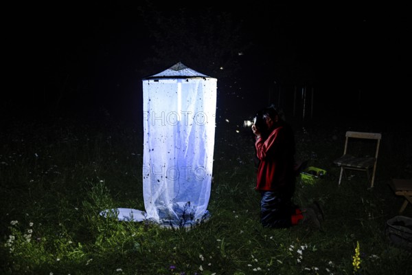 Person, biologist, butterfly researcher photographs an illuminated insect tent Light catch light at night on a flower meadow, Diepholz district, Lower Saxony, Germany
