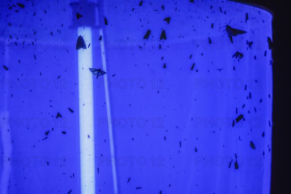 Moth moth around a ray of blue light on a light tent Light catch at night, Diepholz district, Lower Saxony, Germany