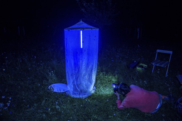Person, biologist, butterfly researcher photographs moths on an insect-studded light tent light capture at night in a meadow, Diepholz district, Lower Saxony, Germany
