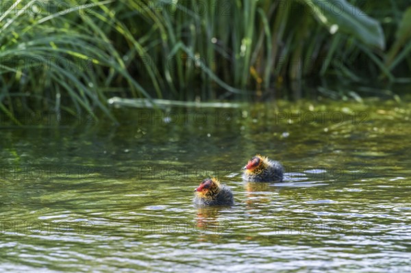Two coot chicks (Fulica atra) swimming side by side in green water, Dümmer nature park Park, Lower Saxony, Germany