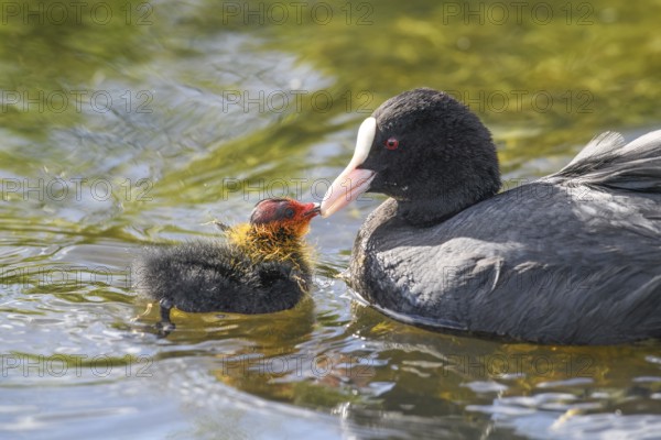 A coot Eurasian Coot (Fulica atra) feeding its young bird, Dümmer nature park Park, Lower Saxony, Germany
