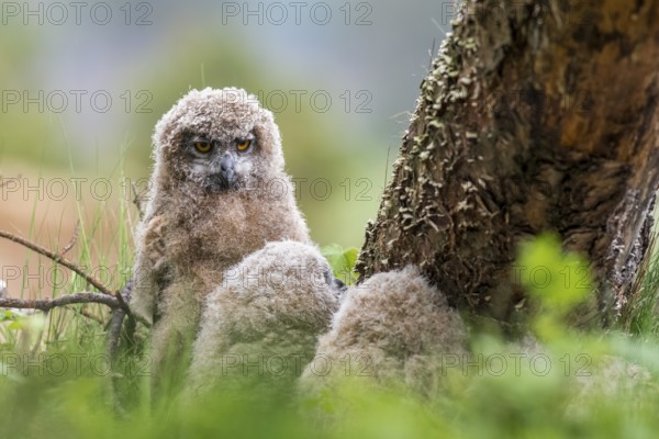 Three eagle owl (Bubo bubo) chicks sitting hidden in their nest near a tree in the grass, one young animal has sat up and is looking attentively at its surroundings, Lower Saxony, Germany
