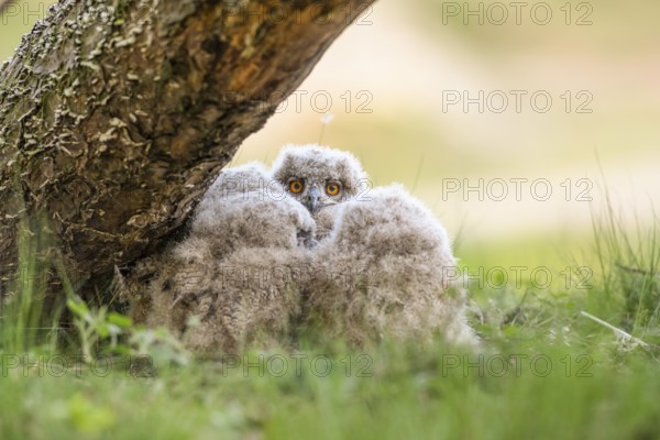 Eurasian Eagle-owl (Bubo bubo) chick peering curiously between the fluffy feathers of its siblings, hidden on a tree trunk, Lower Saxony, Germany